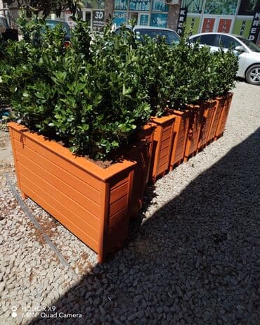 dibcek gullerin qiymeti: Taxta dibçək keyfiyyətli! ideal işçilik və gözəl görünüşlü dibçək — 2