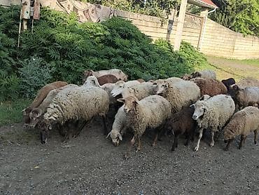 it almaq istəyirəm: Qoyun sürüsü satılır - Növ: qarışıq cins yerli qoyun və quzular - — 1