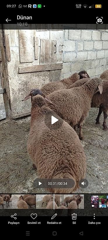 Atlar: Əmlik quzulardi 3 erkey 2 dişi qizilqulaq sortudu siyezendedi — 1