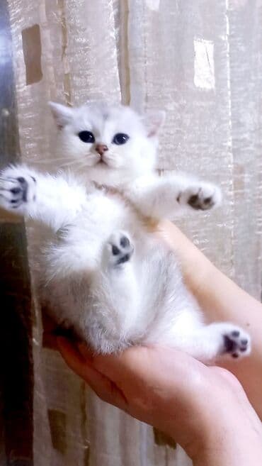 Britan, Dişi, Yaxşı əllərə, Ünvandan götürmə