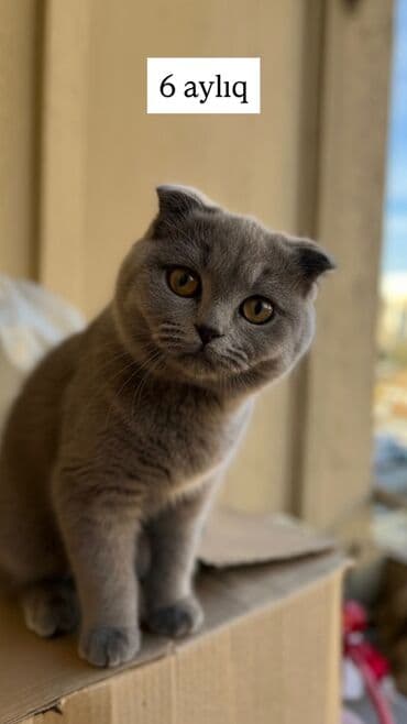 sotland pisiyi: Şotland yastı qulaq — 4