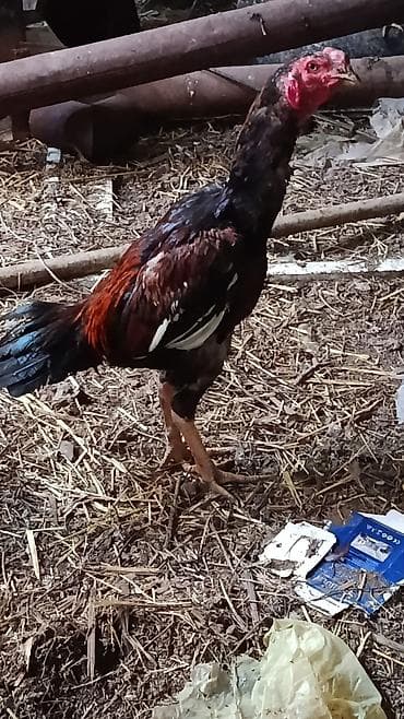 Döyüşkən heyratı 6 aylq 7 ayına keçir xoruz
