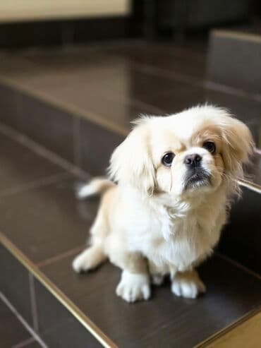 3D panellər: Pekines, 5 ay, Erkek — 2