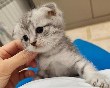 Şotland yastı qulaq — 6