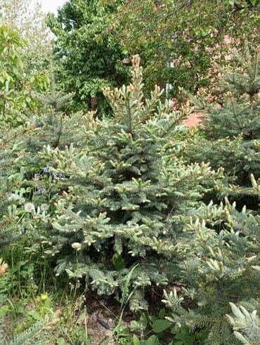 dibcək gulləri ev gulleri ve adlari: Hərkəsə salam😀 Quba ərazisində krimlovski şam ağaclarının topdan və — 9