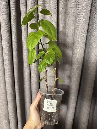 plastik stekan: Bitki: Bougainvillea “Snow Cap” (etiketdə qeyd: Snow cap multi — 1