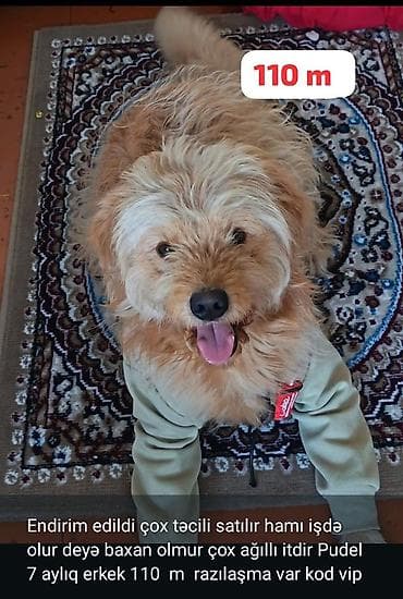 doberman erkek: Pekin cinsi balalar – erkək, 50 günlük. - Yumuşaq, sıx ağ tüklü, yastı — 3