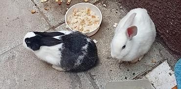 Ev dovşanları – 3 ədəddir 3u bir yerde alınsa 10 manat tek-tek 4 manat