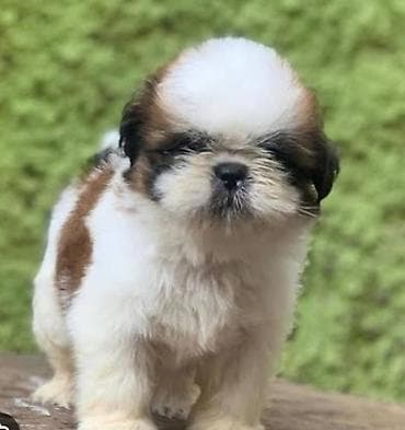 yem qabı: Shi-tsu — 5