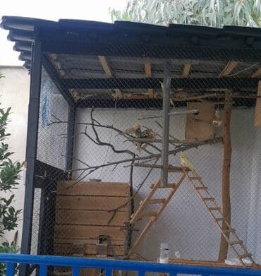 donuz əti satışı: 9 ədəd korella bir ailədən çoxalıb. Hazırda 4 cüt dur yumurtlayır — 9