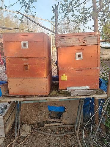 tagiyev qesebesi inek buzov: Ünvan Yevlax. Mavi sari yeşiklər 12 ramkaliqdir 10 Ədədir biri 55 — 6