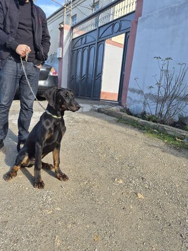 doberman iti qiymeti: Doberman, 4 ay, Erkek, Peyvəndli, Ünvandan götürmə — 5