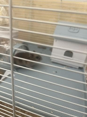 qefes: Teze boyuk qefes, 2 xomyak, yemi, qumu, apilkasi ile birlikde 30 — 2