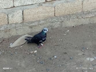 домик для кошек: Qara ağ Çili goyercin — 2