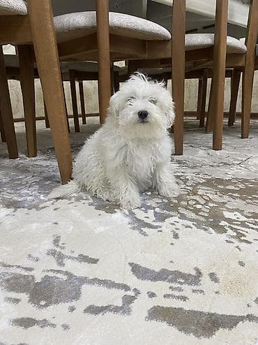 it satanlar: Malta bolonka, 2 ay, Dişi, Ünvandan götürmə — 4