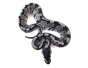 şamo beçə: Предлагаю к продаже здоровых и активных детёнышей королевских питонов — 7