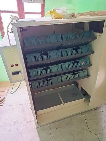 Digər biznes avadanlığı: İnqibator tam aftamatdır. 1056 yumurta tutur. təcili pul lazım olduğu — 7