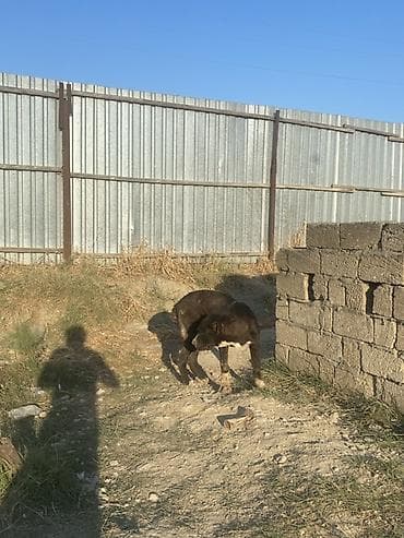 it yemi: Alabay, 6 ay, Erkək, Peyvəndli — 5