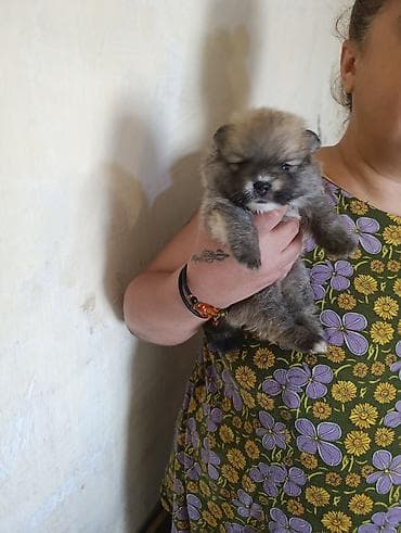 алоэ пайдасы: Шпиц — 9