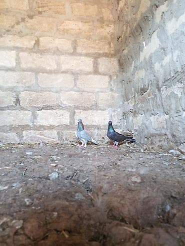 heyvan bazari: Salam. Hamısı tam sağlam heyvanlardır. Tutulma falan deyil. Hamısı — 7