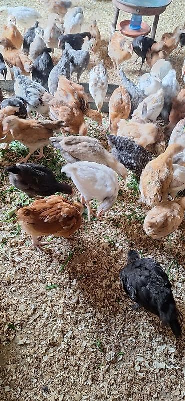 Toyuq cücələri, Damazlıq