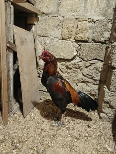 qurd əleyhinə dərmanlar: Cinsi yapon 1 yaş yarımlıq heyvandı problemsiz heyvandı yoxlamışam — 10