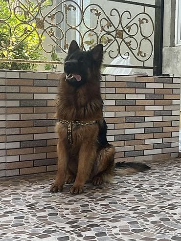 it ucun paltarlar: Alman çoban iti, 1 il, Erkek, Cütləşmə üçün — 5