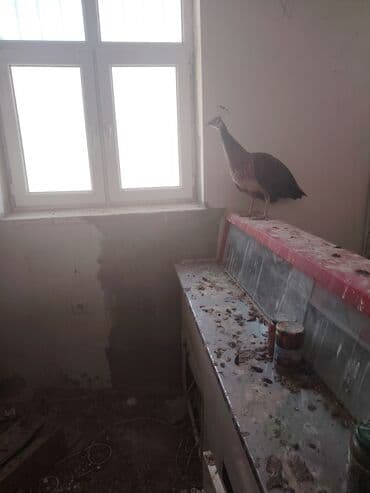 Daraq panellər: Tovuz quşu Ana 4 bala — 2