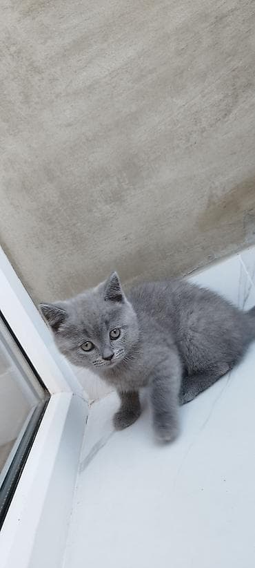 Şotland, Ünvandan götürmə