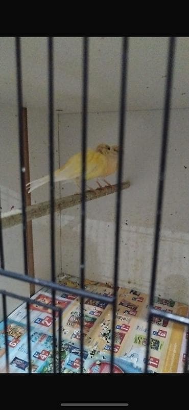 amadin qusu: Sarı kanareyka cütü - Növ: Kanareyka (sarı rəng çaları) - Say: 1 quş — 1