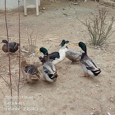 Akvariumlar: Səsli ördeklər 17 manatdan hamsi bir yerdə satılır Lal ördəklərin — 2