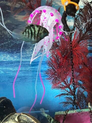 lavanda lal ordəklər: Dördbucaq akvarium, Balıqlarla birlikdə, 25 l — 3