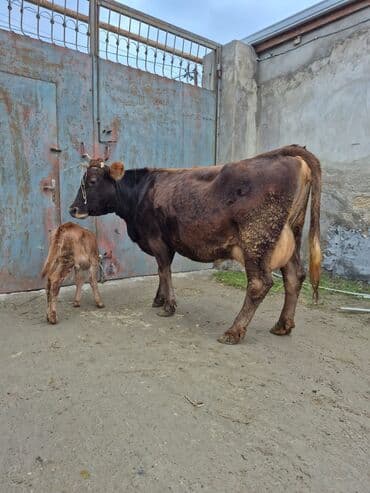 inək cinsləri: 5 gündü doğub 13 litir bulama verir 4 qarına doğub balası dişdi — 6