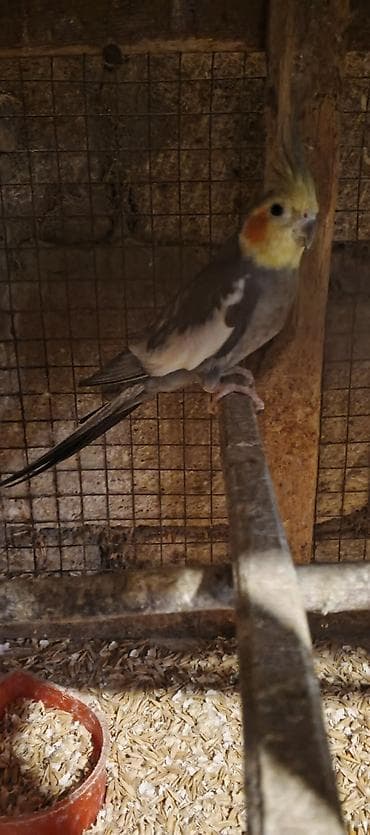 Göyərçinlər: Salam cut korella satiram hec bir problemleri yoxdu, Qiymet cutune — 4