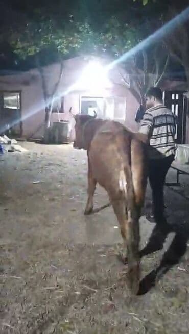 Коровы, быки: Самка, лет: 2, Для мяса — 4