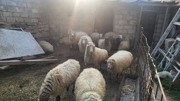 saanen keçisi satilir: Satılır: qoyun sürüsü Qiymət razılaşma yolu ilə. Hələ indi 1ci — 1