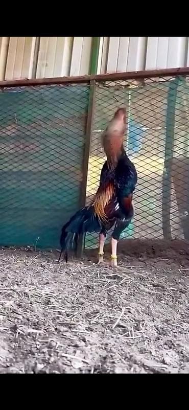 cücə yemi: Toyuq, Damazlıq — 8