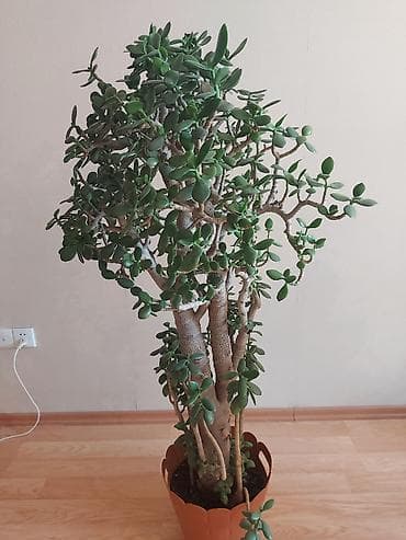 Pul ağacı (Krassula) Çox gözəl və yetişkin Pul ağacı (Crassula ovata)