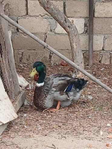 ruan ordək: Erkək, Damazlıq — 2