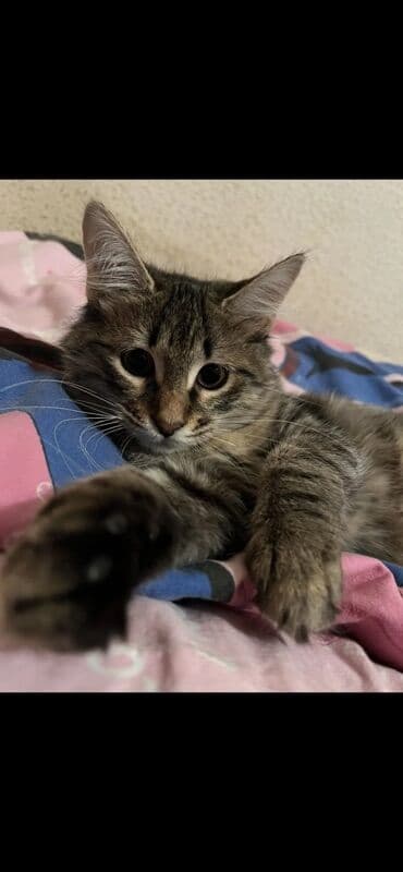 dişi pisik adları: Sibir, Yaxşı əllərə — 4