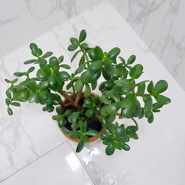 bonsai ağacı haqqında məlumat: Pul ağacı meşə torpağına əkilmişdir. Pul ağacı, xüsusilə quru iqlimə — 2
