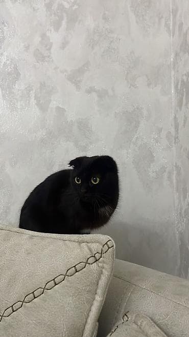 Шотландская