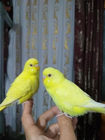 heyvan bazari quslar: 2 aylıg qırmızı göz ələ öyrəşmiş quşdu
sumqayit — 9