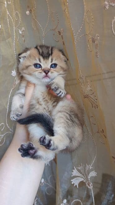 Животные: Британская вислоухая — 2