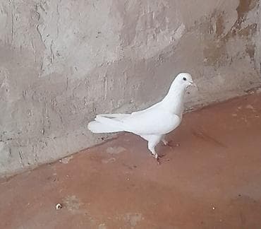 goyercin: 12 tukdu — 3