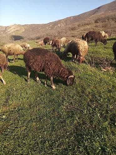 qoyunlar: Erkək quzular satılır isdəyən şəxslər əlaqə saxlasın — 3