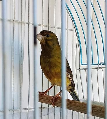 1 yaşında yaşıl erkək bülbül həle cütde olmayıb çox qızğın erkəkdi lalafo.az -da 1 yaşında yaşıl erkək bülbül həle cütde olmayıb çox qızğın erkəkdi