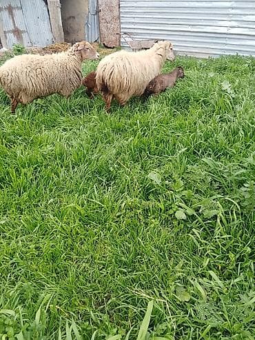 coban iş: Ciddi fikri olan zengin vursun 1100 delir cütü riyalı alcıyla — 5