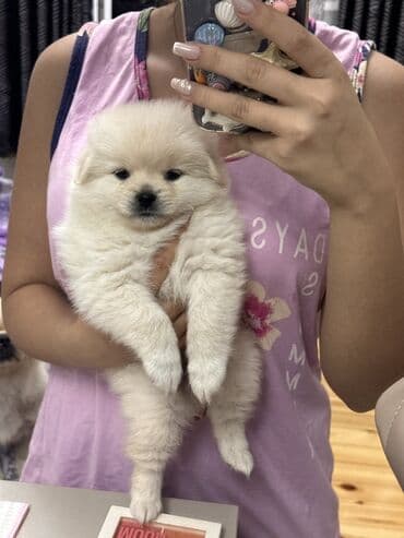 померанский шпиц цена: Шпиц, 1 месяц, Самец — 10