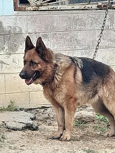 ucuz itler: Alman çoban iti, 1 il, Dişi, Peyvəndli, Ödənişli çatdırılma — 2